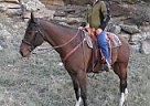 Warmblood - Horse for Sale in Lewistown, MT 59457 Warmblood - Horse for Sale in Lewistown, MT 59457