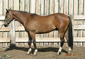 Warmblood (Warmblood, Gelding) in Lewistown, MT