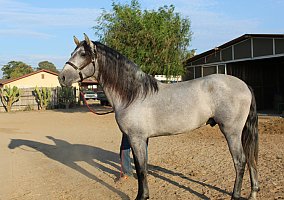 Andalusian / PRE (Andalusian / PRE, Stallion) in Mira Loma, CA