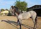 Andalusian - Horse for Sale in mira loma, CA 91752