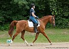 Anske- 8 Year old Dressage Geldi... Arabian Gelding