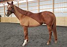 Ivan - Gelding in Dillsburg, PA Ivan - Gelding in Dillsburg, PA