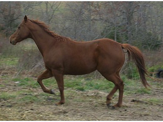 Amazing AQHA Mare