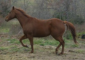 Quarter Horse (Quarter Horse, Mare) in Marshfield, MO