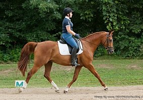 Arabian (Arabian, Gelding) in Oregon, WI