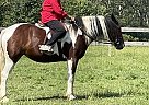 Lucy - Mare in Carlisle, PA Lucy - Mare in Carlisle, PA
