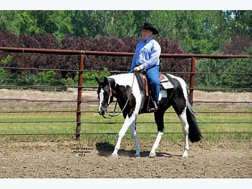 Experienced Show Horse