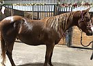 Ringo - Gelding in Fort Worth, TX Ringo - Gelding in Fort Worth, TX