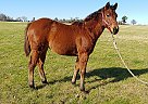 Granddaughter Of CD Olena LIL CD Vermajo