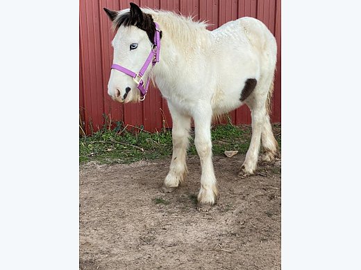 Gypsy Vanner Filly