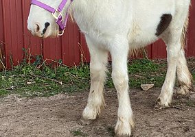Gypsy Vanner