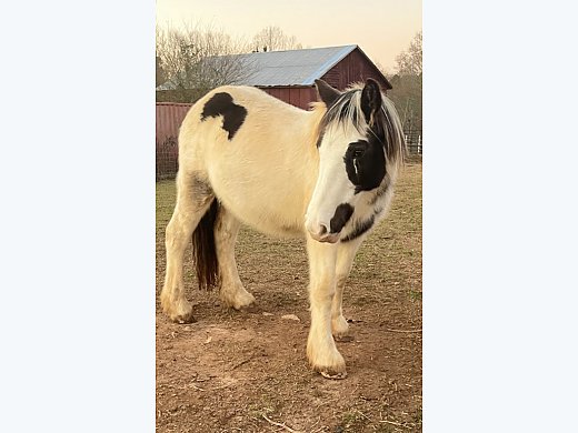 Gypsy Vanner Yearling