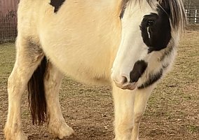 Gypsy Vanner