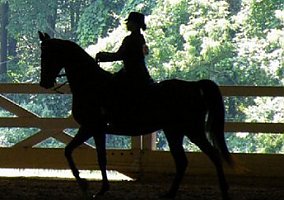 Arabian (Arabian, Mare) in Springtown, PA