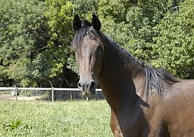 Arabian (Arabian, Mare) in Springtown, PA