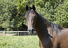 Half Arabian - Horse for Sale in Springtown, PA 