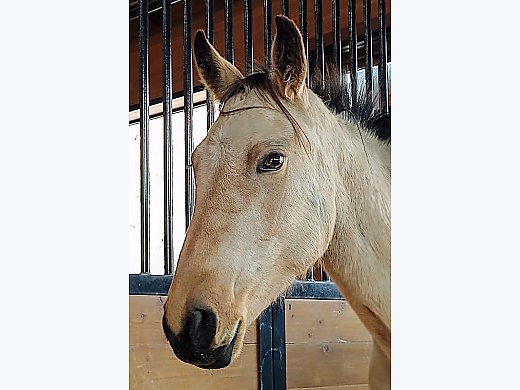 Mare for Adoption