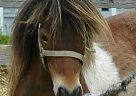 Miniature - Horse for Sale in Dundee, NY 14837 Miniature - Horse for Sale in Dundee, NY 14837