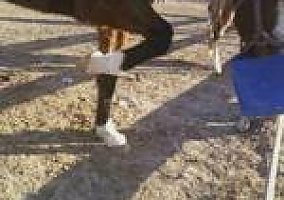 Appaloosa (Appaloosa, Mare) in Marshfield, MO