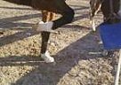 Appaloosa - Horse for Sale in Marshfield, MO 
