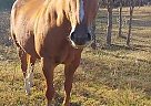 Quarter Horse Gelding for Sale in Cushing, Texas Quarter Horse Gelding for Sale in Cushing, Texas