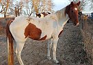 Reg TWH Mare DD