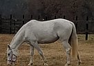 Quarter Horse - Horse for Sale in Ringgold, GA 30736 Quarter Horse - Horse for Sale in Ringgold, GA 30736
