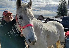 Quarter Horse (Quarter Horse, Mare) in Ringgold, GA