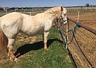Sweet Horse Aspen