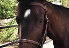 Sweet, Willing OTTB Mare Thoroughbred Mare