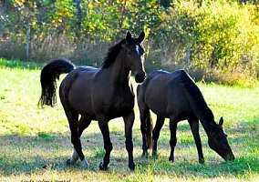Trakehner (Trakehner, Mare) in Mill Spring, NC