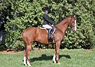 Chestnut Thoroughbred (OTTB) Thoroughbred Gelding