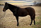 Uno - Gelding in Oley, PA Uno - Gelding in Oley, PA