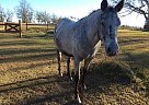 Appaloosa - Horse for Sale in Reidsville, GA 30453
