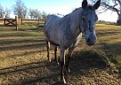 Appaloosa - Horse for Sale in Reidsville, GA 30453 Appaloosa - Horse for Sale in Reidsville, GA 30453
