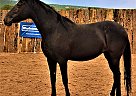 Beautiful Paso Fino Mare Belle