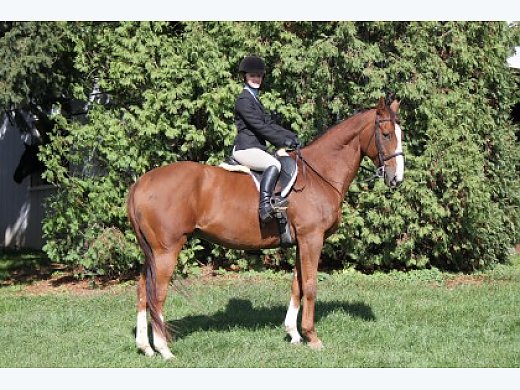 Chestnut Thoroughbred (OTTB)