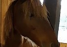 Cute Sweet Contesting Mare Harley