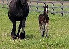 Percheron - Horse for Sale in St. Andrews West, ON N3H 3L8