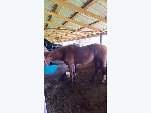 Horse