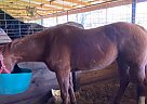 Paint - Horse for Sale in Houston, TX 77085