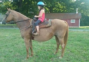 Quarter Horse (Quarter Horse, Mare) in Louisa, VA