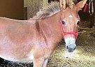 Mule Thor