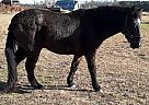 Cappy - Gelding in Suffolk, VA Cappy - Gelding in Suffolk, VA