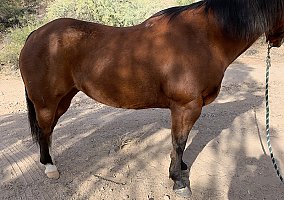 Quarter Horse (Quarter Horse, Mare) in Morristown, AZ