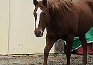 Quarter Mare Pepper