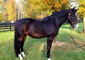 Samorano (Warmblood, Gelding) in Marietta, GA