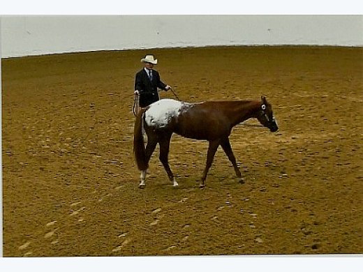 Show Filly-Res World Champion