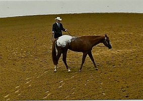Appaloosa (Appaloosa, Mare) in Jefferson, IA