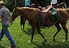 Dizzle - Mare in Summersville, MO Dizzle - Mare in Summersville, MO
